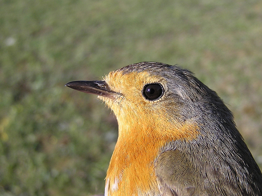 European Robin, Sundre 20070503